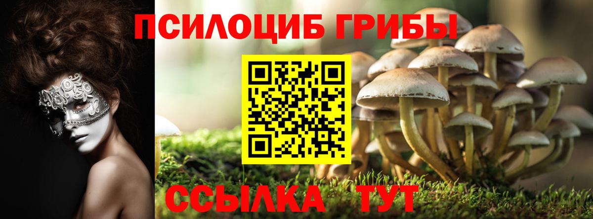 Кузнецк  Галлюциногенные грибы Cubensis  Вход с VPN  Псилоцибиновые грибы Cubensis 